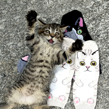 Obrázek z Veselé ponožky s kočičkou - černé 