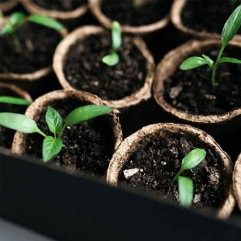 Obrázek z Papírové květináče 50 ks 