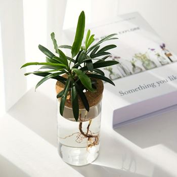 Obrázek z Váza na množení rostlin 
