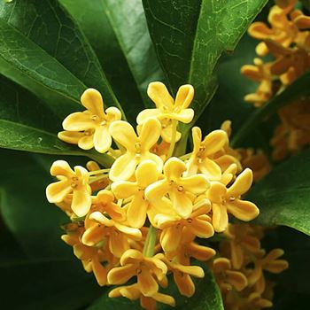 Obrázek z Náhradní náplň pro osvěžovač do auta - osmanthus 