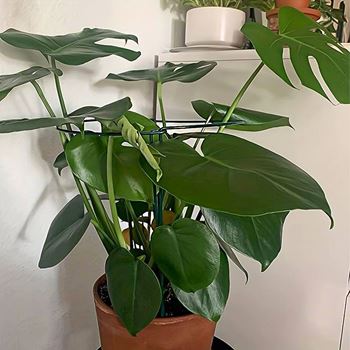 Obrázek z 2 ks Kovové podpěry rostlin - 35 cm 